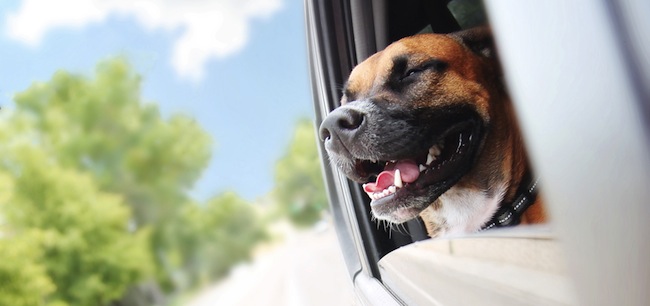 Summer safety for pets in cars